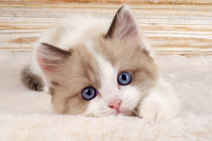 Gatito de ojos azules