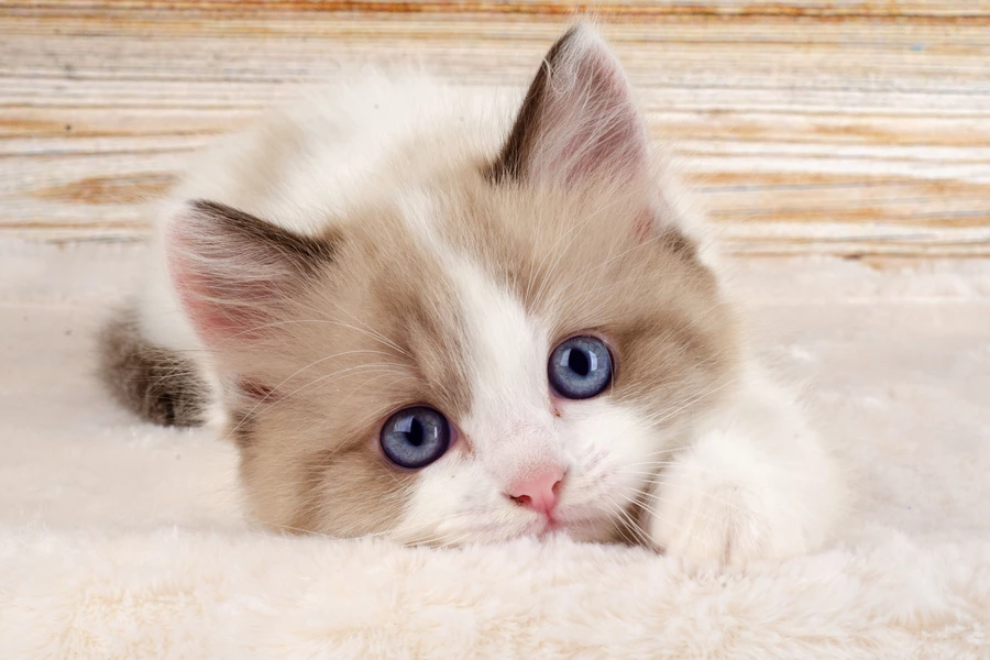 Blauwogige kitten
