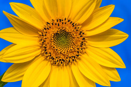 Sonnenblume gegen den Himmel