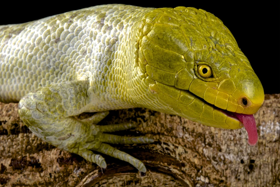 Gigante skink