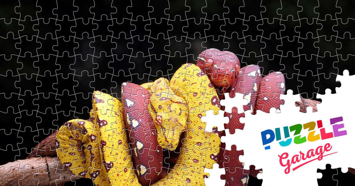 Pythons Jigsaw Puzzle (Animals, Reptiles) | Puzzle Garage