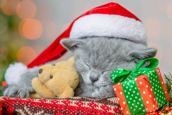Mačić u šeširu Djeda Božićnjaka