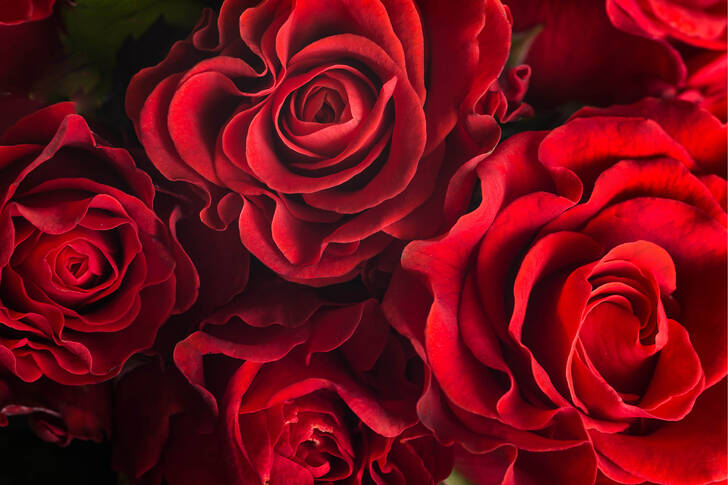 Trandafiri rosii