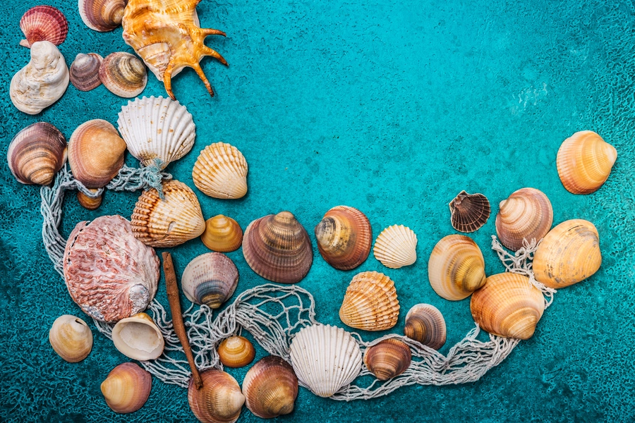 Schelpen op een blauwe achtergrond