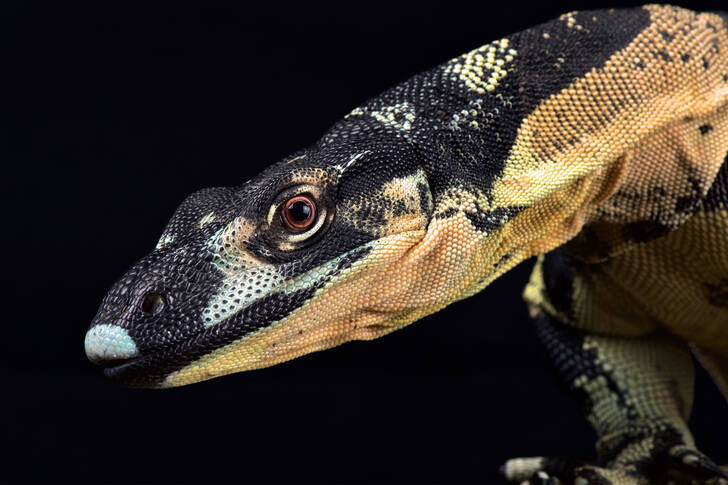 Monitor lizard on a black background