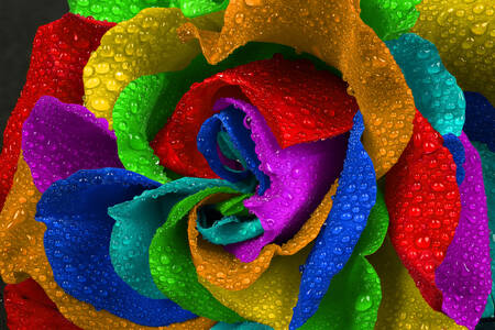 Colorful rose