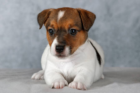 Puppy on a gray background