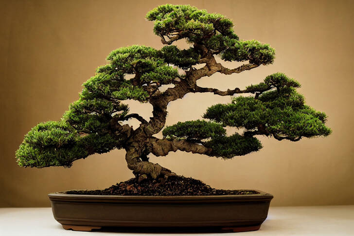 Bonsai strom