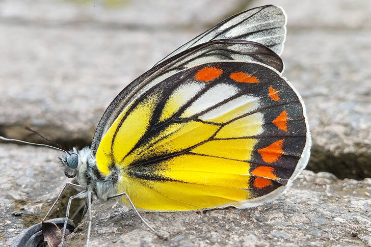 Tagaktiver Schmetterling