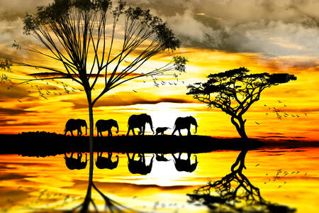 Слонове по залез слънце
