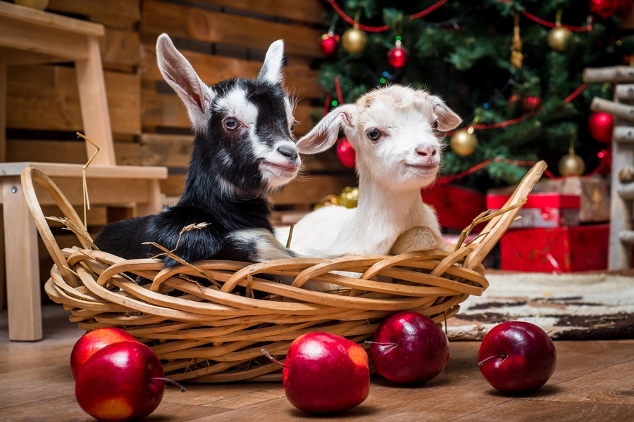 クリスマスツリーを背景にした子ヤギ