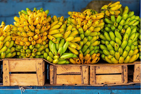 Bananes en caisses