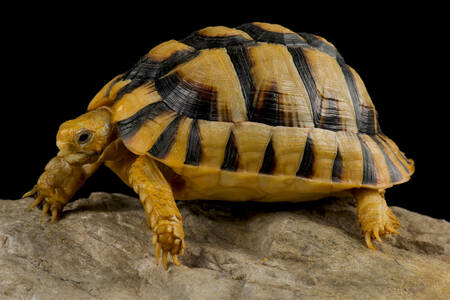 Mısır kaplumbağası