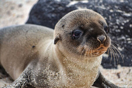 Galapagos zeeleeuw pup