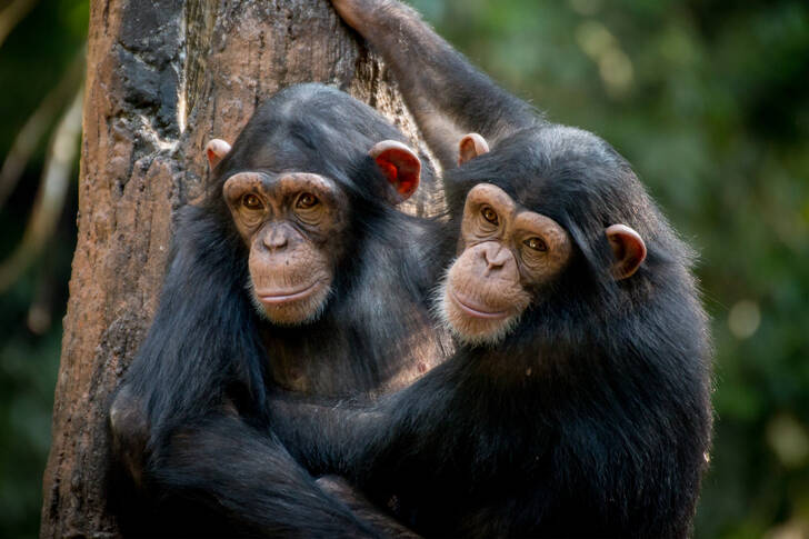 Twee chimpansees