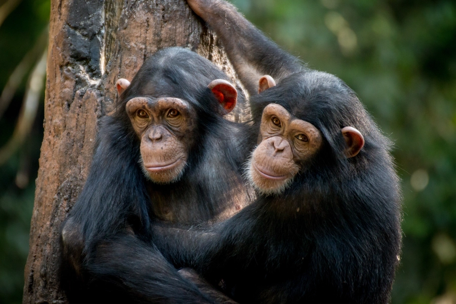 Twee chimpansees
