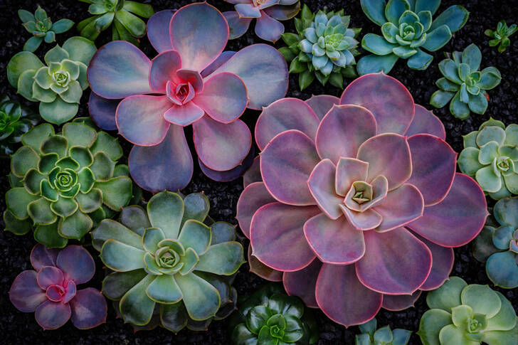 Plantes succulentes vertes et violettes