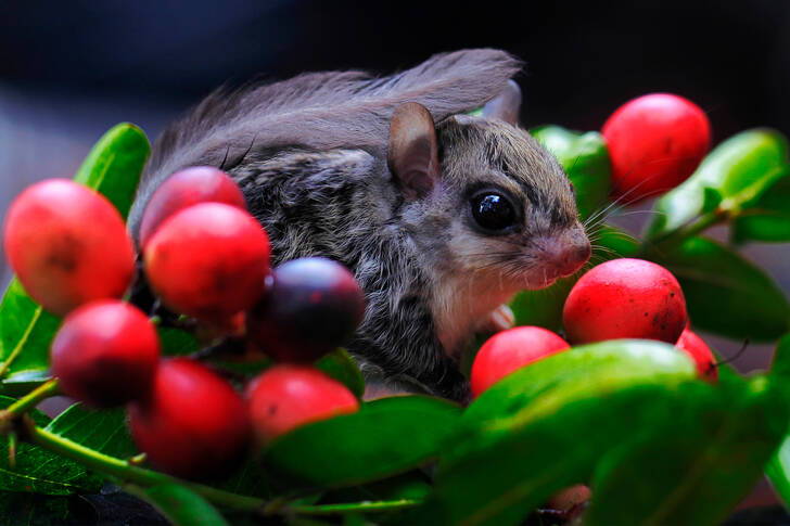 Flying squirrel