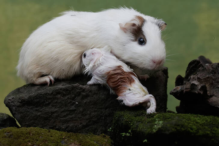 Porcellino d'India con cucciolo