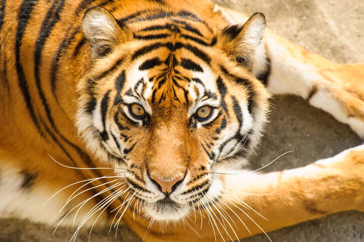 Tigre de l'Oussouri