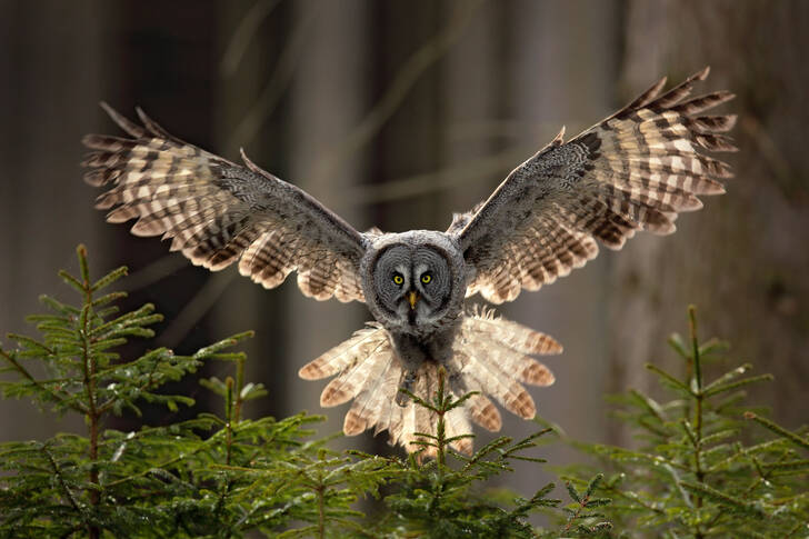 Bearded owl in flight