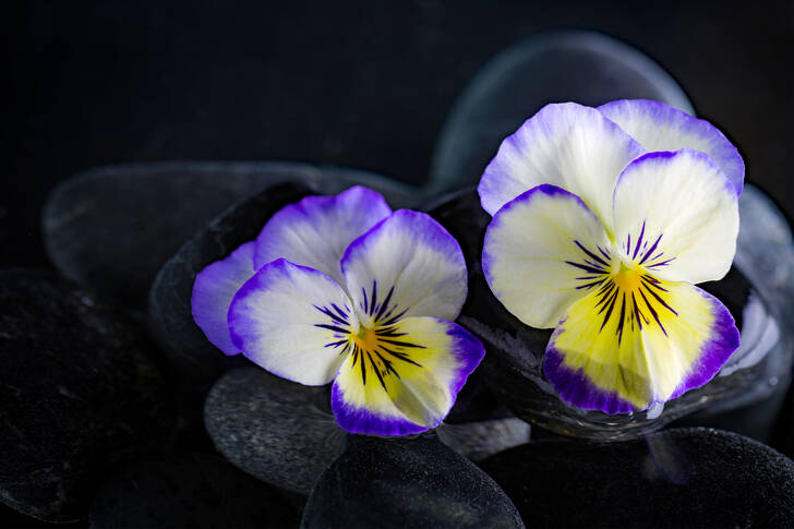 Violets on rocks