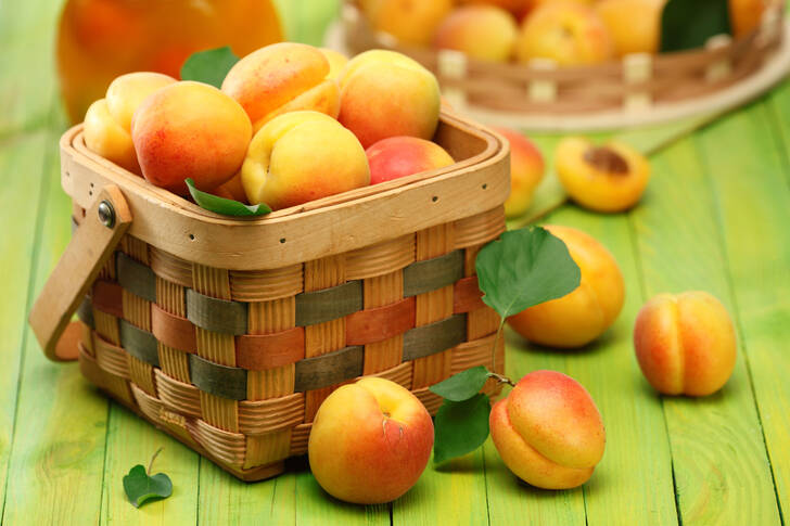 Basket of apricots