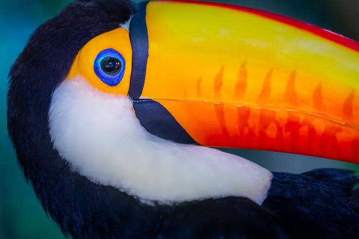 Toucan close up