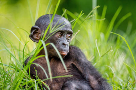 Baby-bonobo