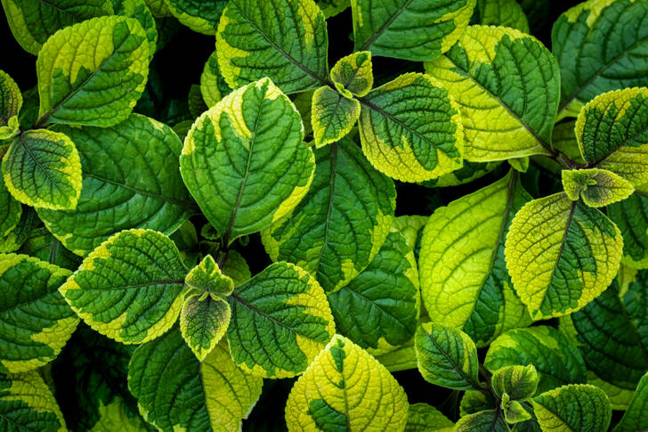 Leaves of Swedish ivy