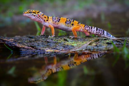 Leopardgekko på en tømmerstokk