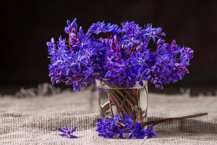 Flores alpinas