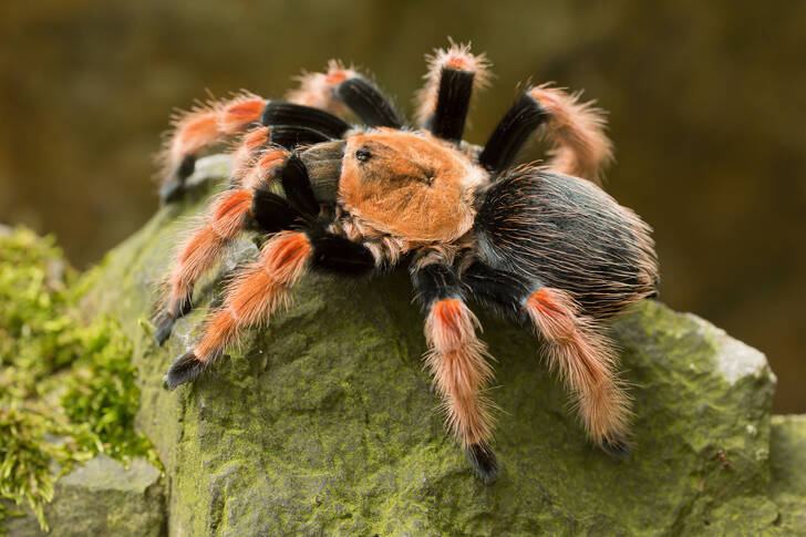 Mexican Tarantula