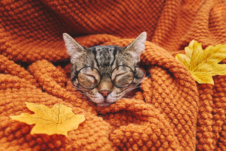Kucing tidur dengan kacamata