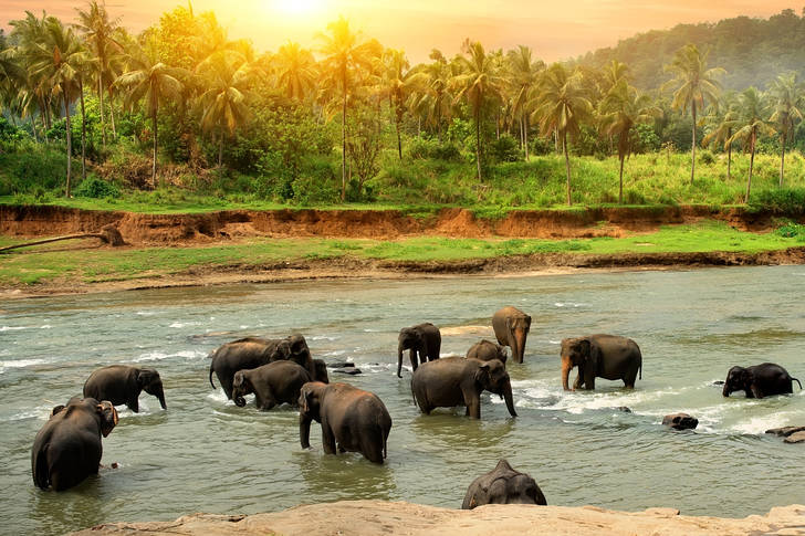 Herd of elephants on the river