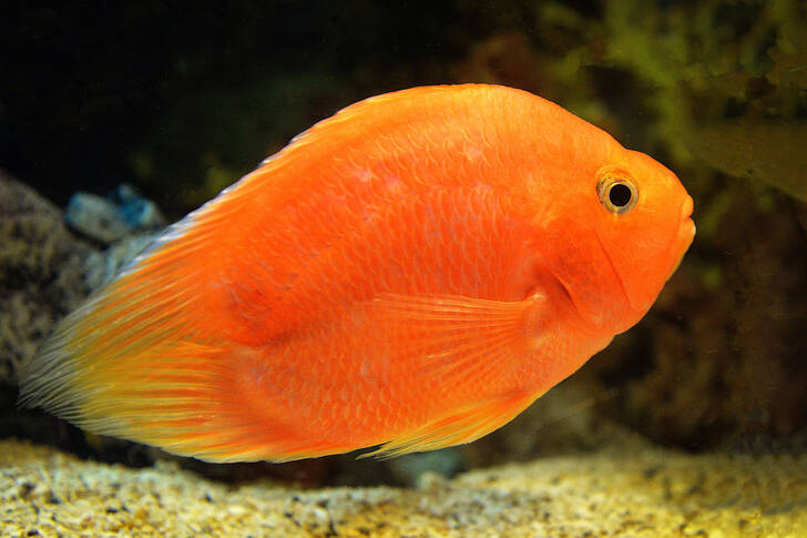 Orange fish