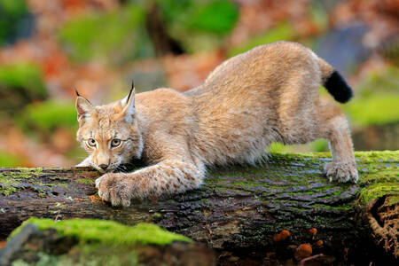 Canadian lynx