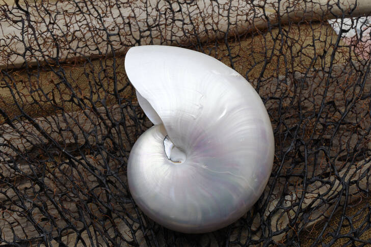 Pearl shell