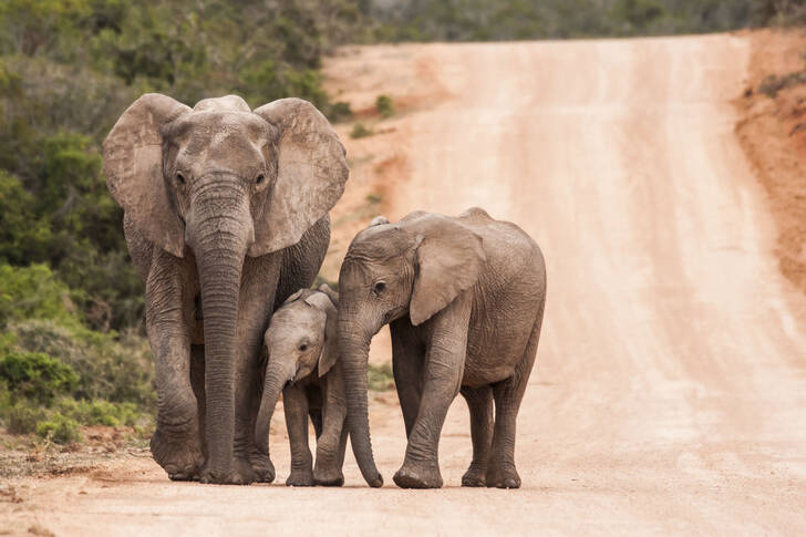 A family of elephants on the road