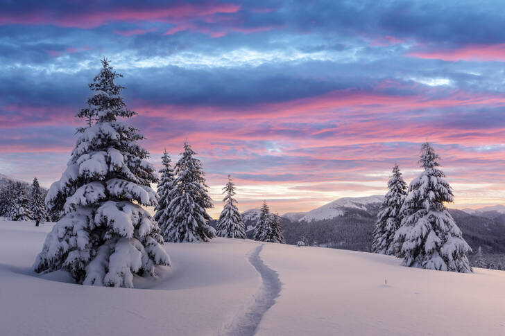 Schneebedeckte Fichten