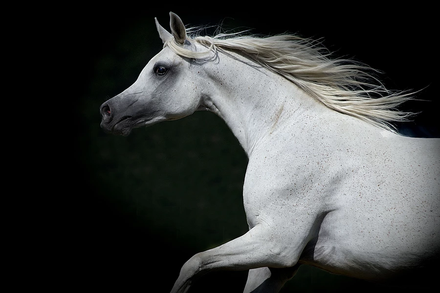 Cheval blanc sur fond noir
