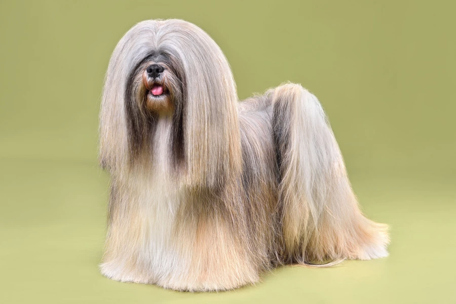 Pes lhasa apso