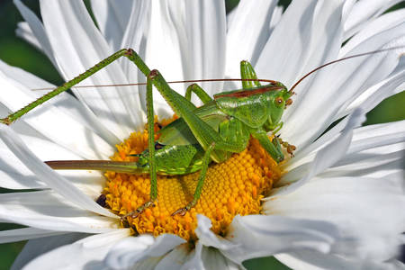 Grasshopper on chamomile