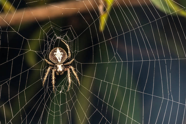 Spider on the web