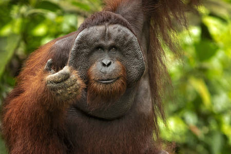 Orangután de Bornei