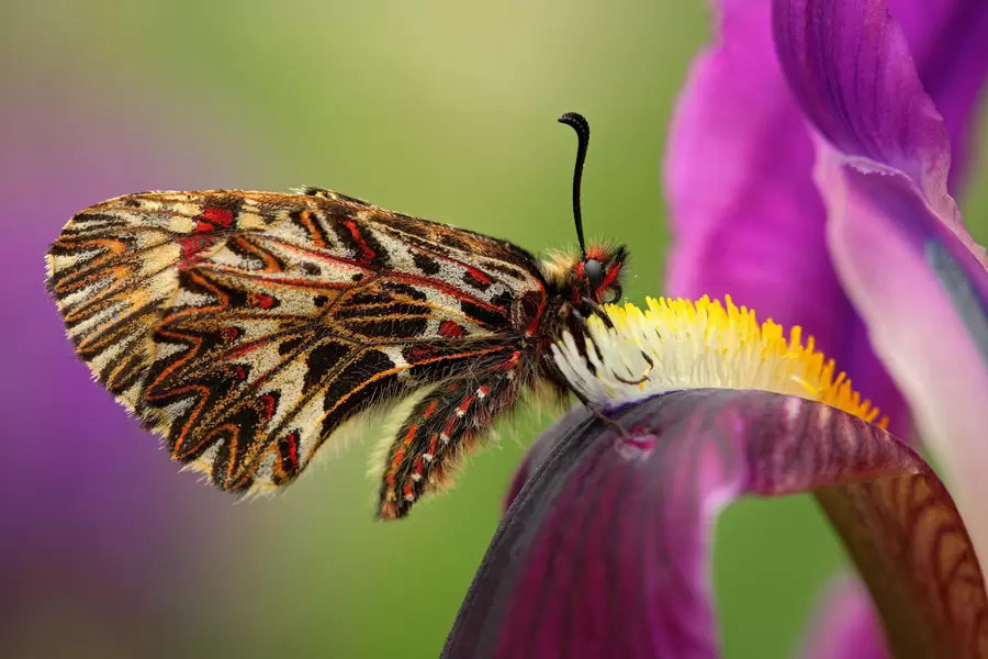 Zerynthia Polyxena