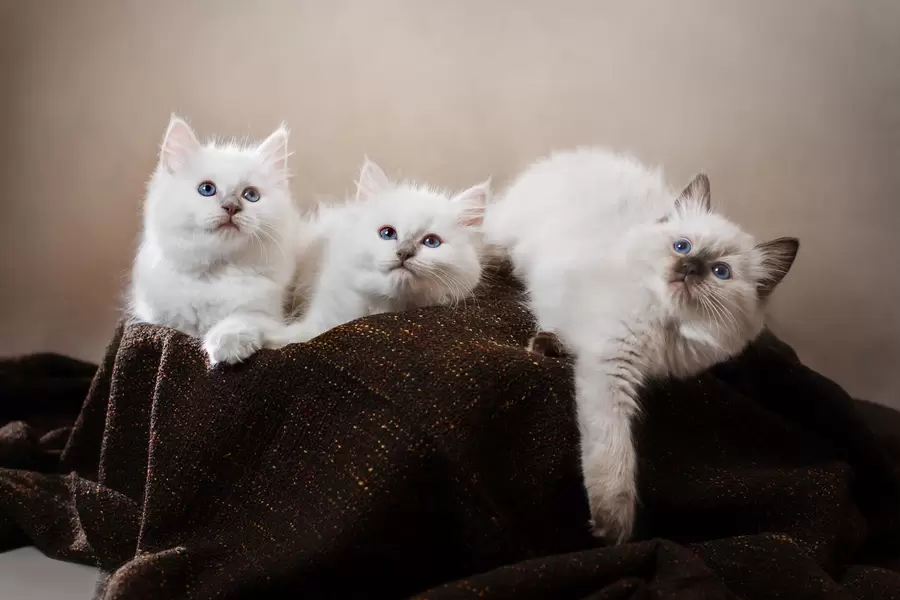 Котята рэгдолла
