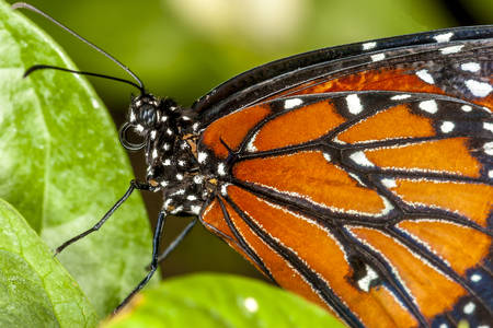 Borboleta