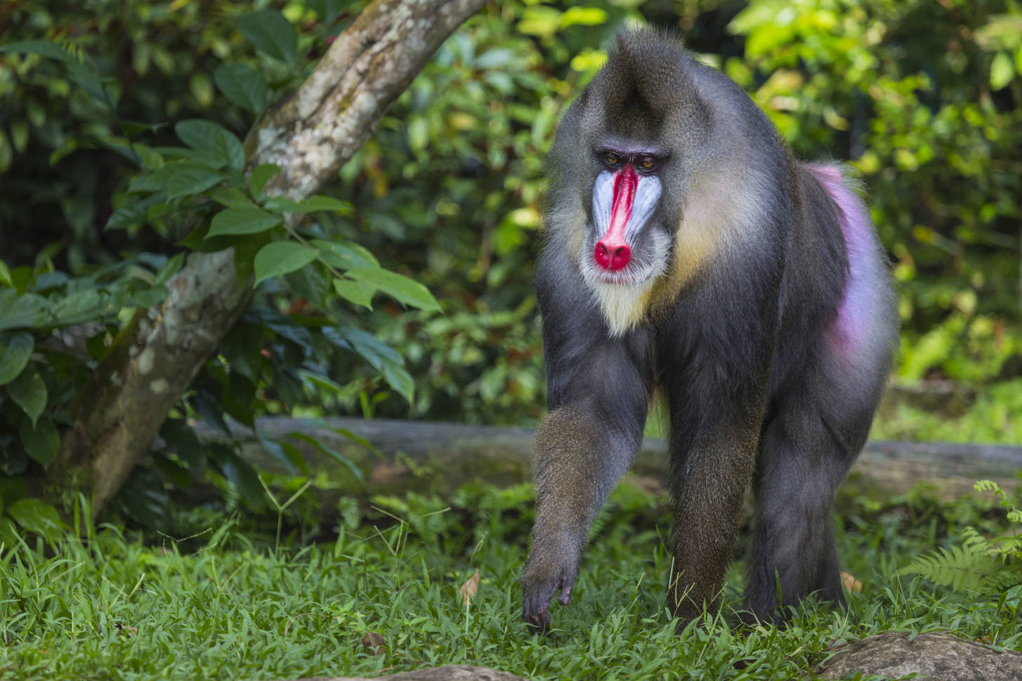 Mandrill in the rainforest Jigsaw Puzzle (Animals, Primates) | Puzzle ...