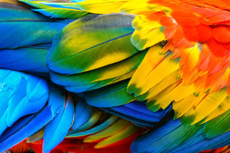 Piume di pappagallo